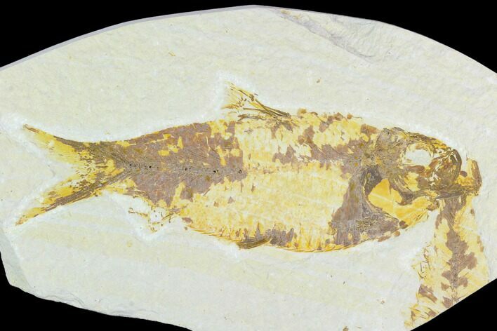 Bargain, Fossil Fish (Knightia) - Wyoming #126516